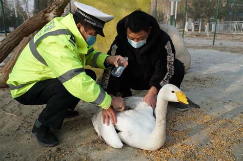 新疆巴州公安交警保护救护受伤野生动物蔚然成风_中国网
