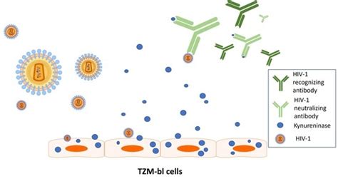 The TZM-bl Reporter Cell Line Expresses Kynureninase That Can ...