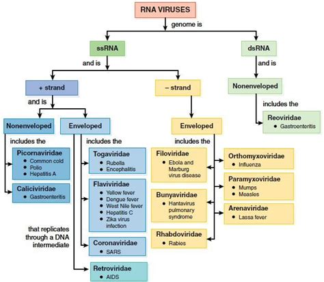 Image result for RNA Virus Classification