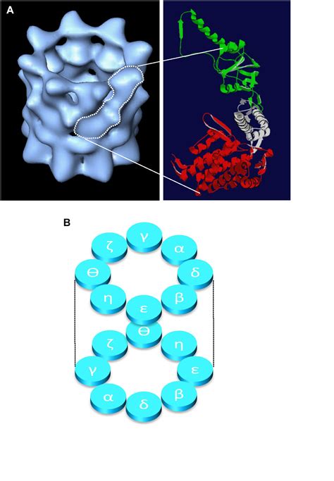 Intact Protein Deconvolution Chromeleon 的图像结果