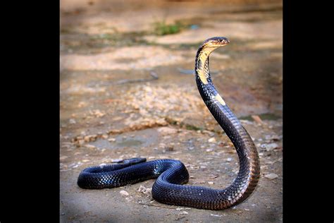 King Cobra Snake Facts King Cobra Facts For Kids | World's Longest