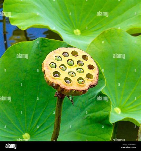 Lotus Seed Pod Bloom