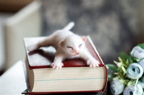 Felting a Cat 的图像结果