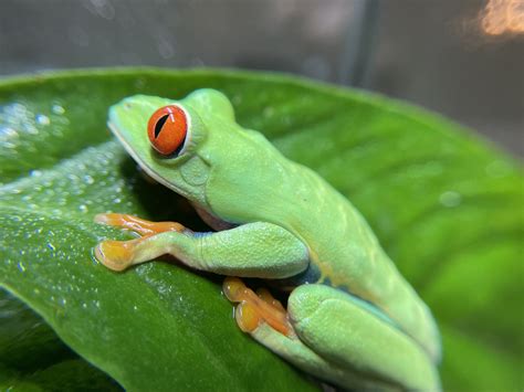Image result for Many Tree Frogs