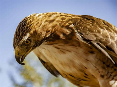 Hawks In Utah: 10 Beehive State Birds Of Prey To Behold