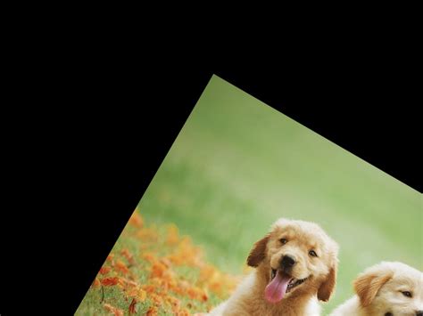 Python-Opencv Move Image 的图像结果