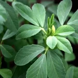 Aro Fenugreek, Methi Seed Price in India - Buy Aro Fenugreek, Methi ...