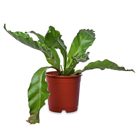 Birdnest Fern – PLANTIFY