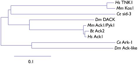Domain Architecture of the Nonreceptor Tyrosine Kinase Ack1