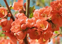 Image result for Spring Cherry Blossom Tree