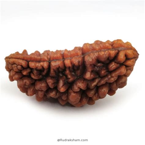 1 Mukhi Rudraksha Kaju Dana (Indian Origin) | Lord Shiva & Sun | Rudraksham