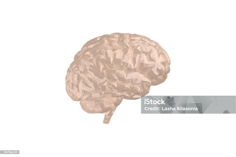 Brain Model 的图像结果
