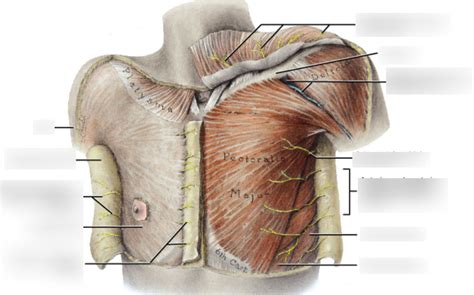 Thorax Function 的图像结果