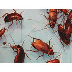 Image result for Cockroach Spray