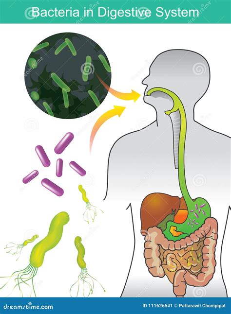Bacterias En Sistema Digestivo Gráfico De La Información Del Ejemplo Ilustración del Vector ...