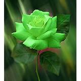 Royal Paradise Garden"Honey Yellow" Rose Flower Plant Home Garden Plant ...