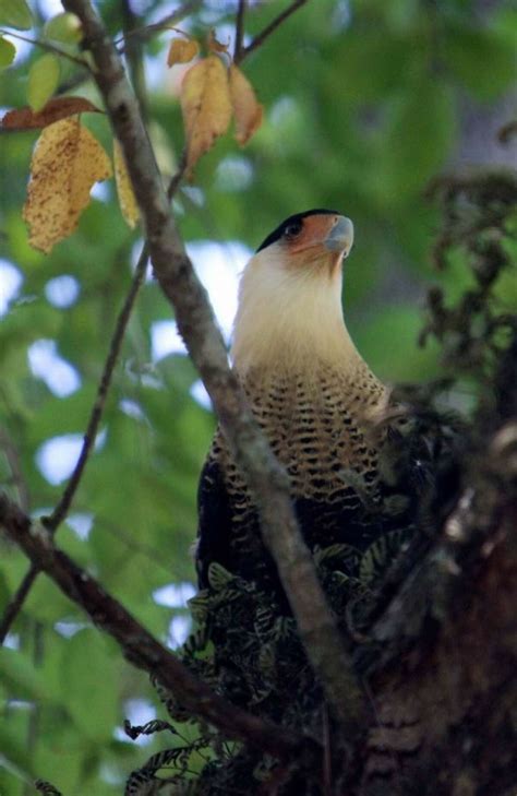 Mexico’s national bird found living in San Jacinto County