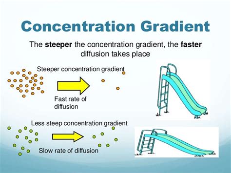 Image result for What Is Concentration Gradient
