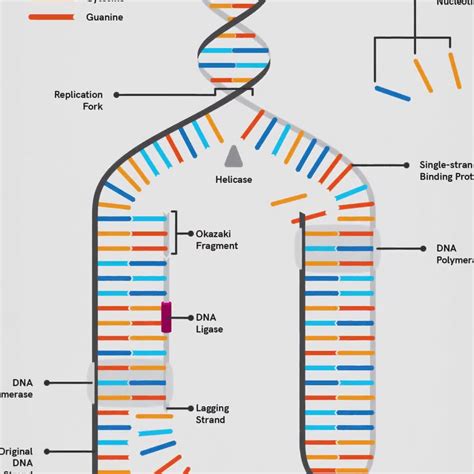 Image result for DNA Replication Simplified