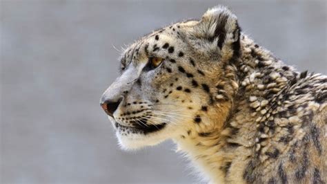 Image result for Adaptable Animals