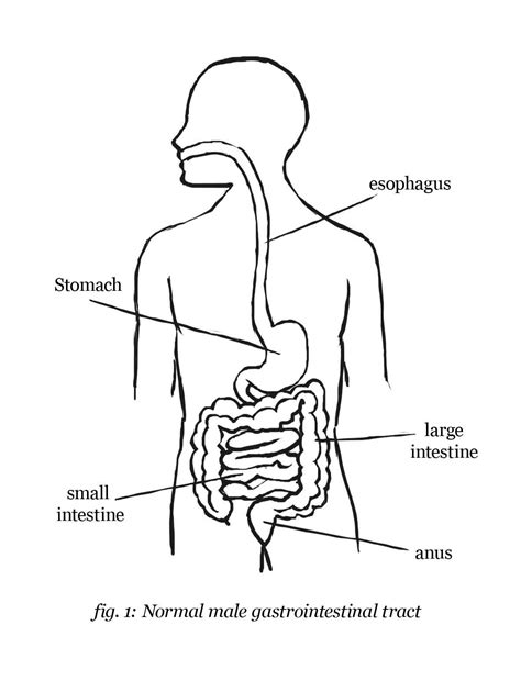 Human Digestive System Drawing at GetDrawings | Free download