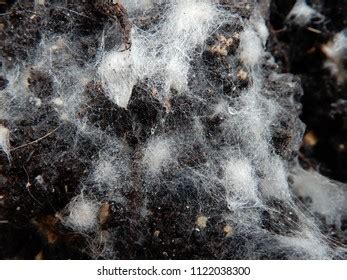 White Mold Spores Grow Soil Stock Photo 1394148641 | Shutterstock