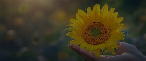 Home - Sonic Biochem