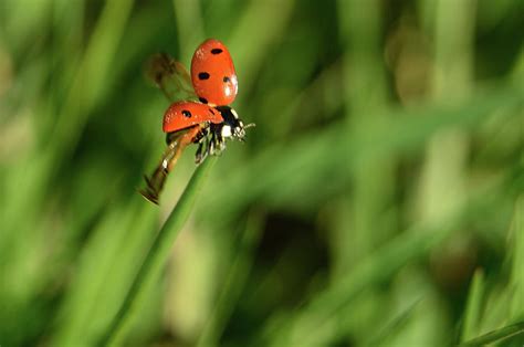 Image result for Ladybug Insect Flying