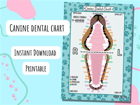 Veterinary Canine Dental Chart Vertical Feline & Canine Dental Chart