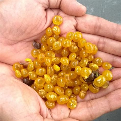 Vetty Fruit (Aporosa Lindleyana) Live Plant – veliyathgardens