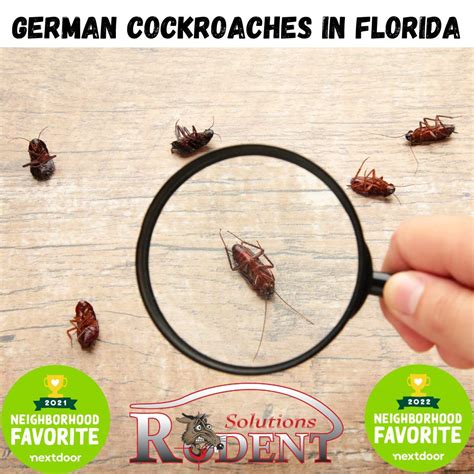 German Cockroach Bite