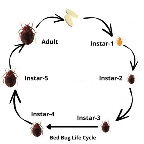 Bed Bugs Guide