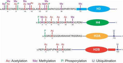 Image result for Modification of Histone Tails