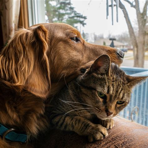 Image result for Voluntary Surrender of Animals