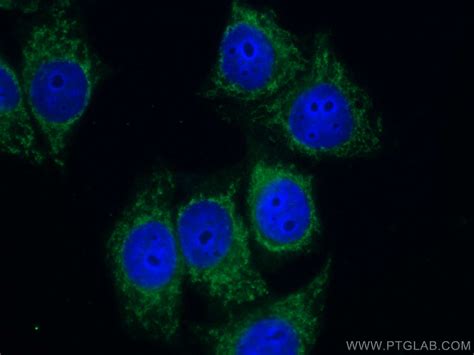 NQO1 antibody (CL488-67240) | Proteintech
