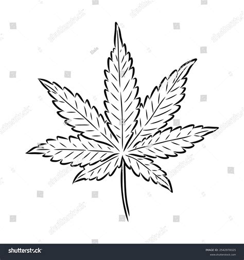 Marijuana Plant Line Art Drawing Clipart Stock Vector (Royalty Free ...