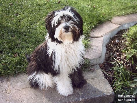 Tibetan Terrier