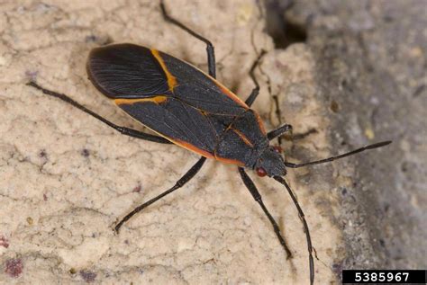 boxelder bug, Boisea trivittata (Hemiptera: Rhopalidae) - 5385967