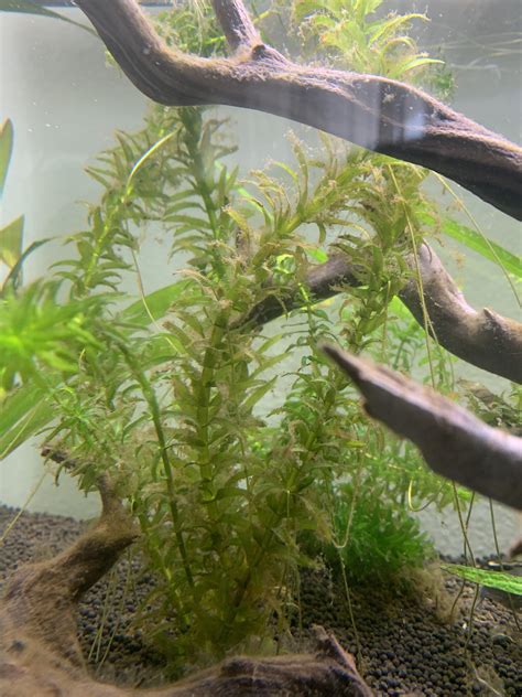 Is there any type of shrimp/snail/cleanup crew that can get rid of this algae on anarchis? Also ...
