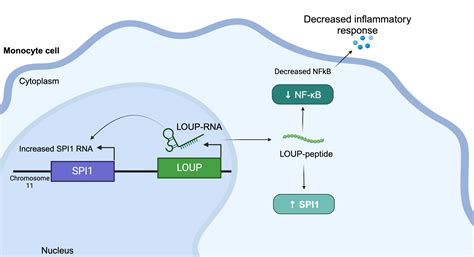 新しい研究で、炎症をショートさせるRNA上の小さな標的を発見 - 世界の顔