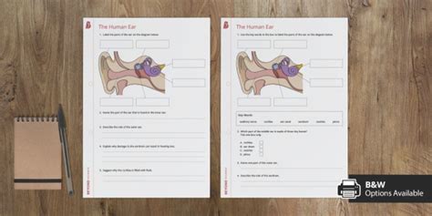 The Human Ear Homework Worksheet / Worksheet (teacher made)
