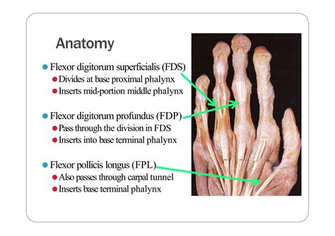 Flexor tendon injuries- basics for orthopedics residents | PPT