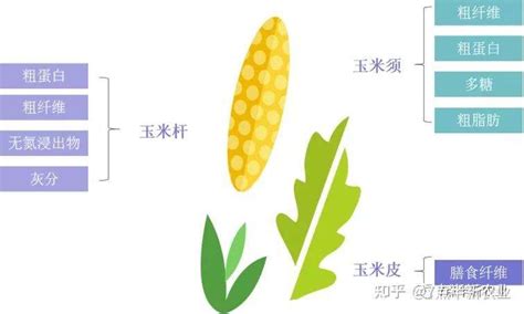 玉米各部分名称图解-图库-五毛网