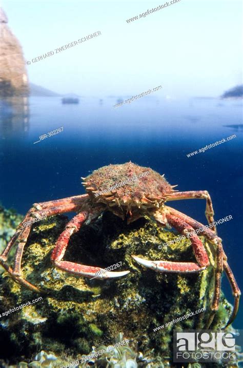 Crab sitting on an underwater rock, Crete, Greece, Stock Photo, Picture ...