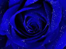 Home Screen Blue Roses Wallpaper by Blue Screen High Definition Desktop Home Screen Blue Roses Wallpaper