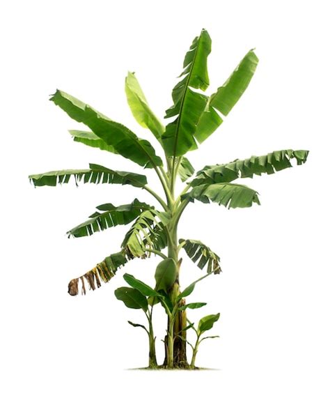 Banana tree isolated on white background with clipping paths for garden ...