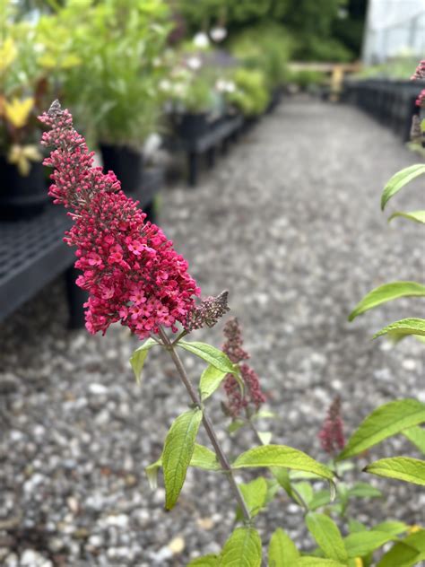 Buddleia - Butterfly Bush - Innovative Nursery & Supply