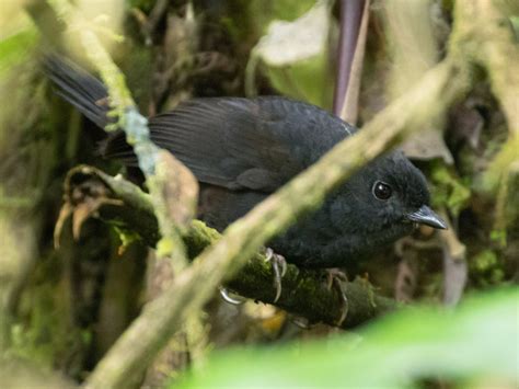 Rufous-vented Tapaculo - eBird