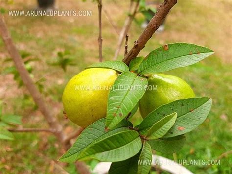 Image result for Dwarf Guava Tree