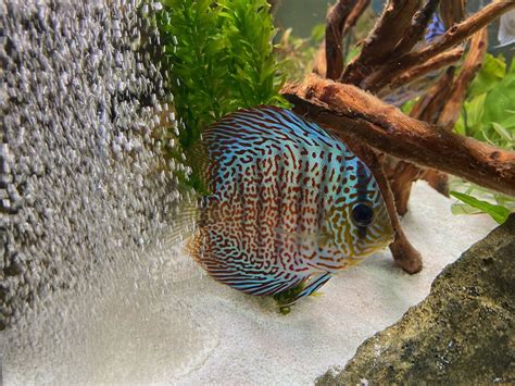 Image result for Red Leopard Discus